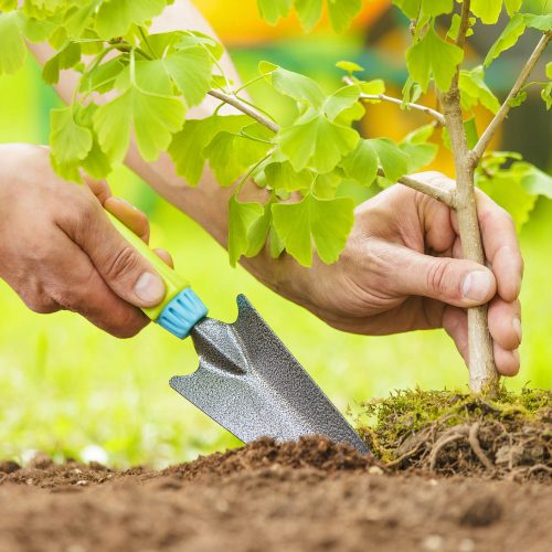 Hands Planting Small Tree with roots in a garden