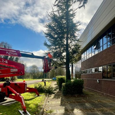 Tree Removal Service