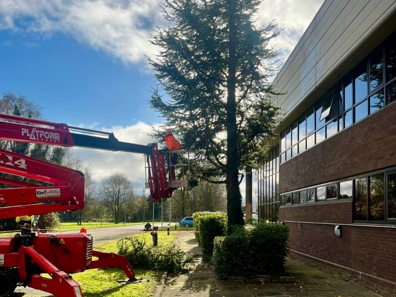 Crown Reduction & Thinning