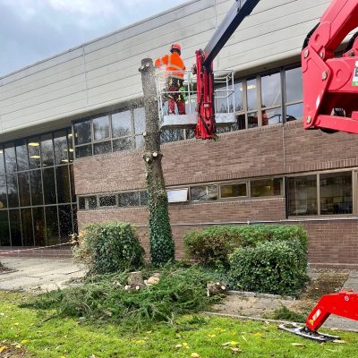 Tree Removal Service