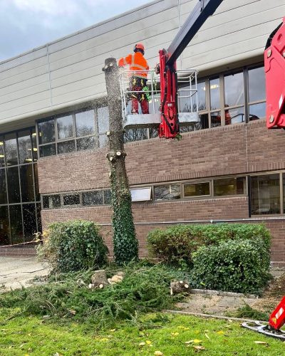 Tree Removal Service