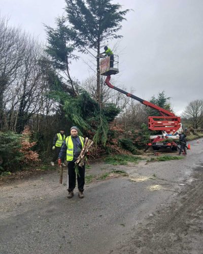 Tree Cutting Services