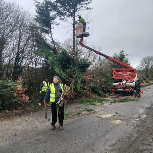 Tree Cutting Services