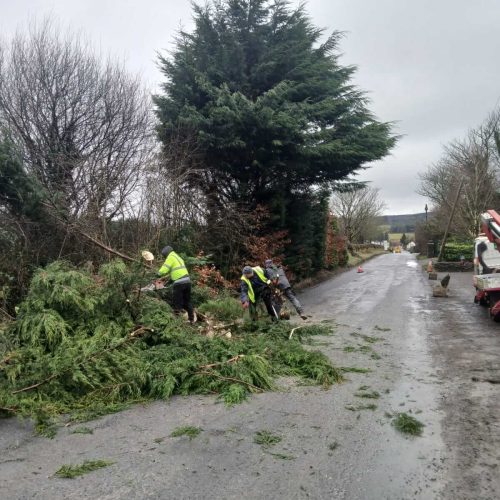 Tree Pruning Services